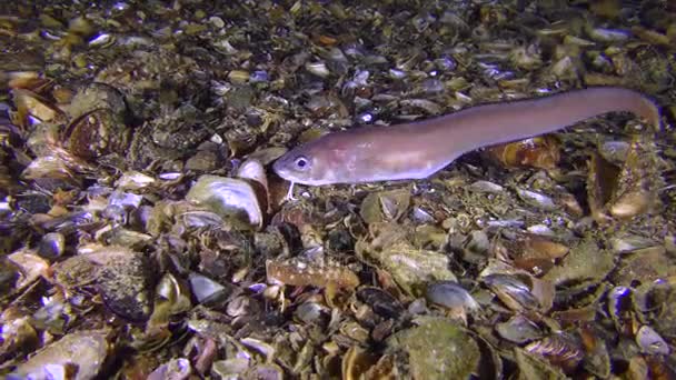Peces de mar Blenny serpiente de Roche (Ophidion rochei) está buscando comida . — Vídeo de stock