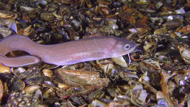 Poisson de mer Le serpent de Roche blenny (Ophidion rochei) est à la recherche de nourriture . — Video