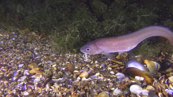 Bottom fish Roche's snake blenny (Ophidion rochei). — Stock Video