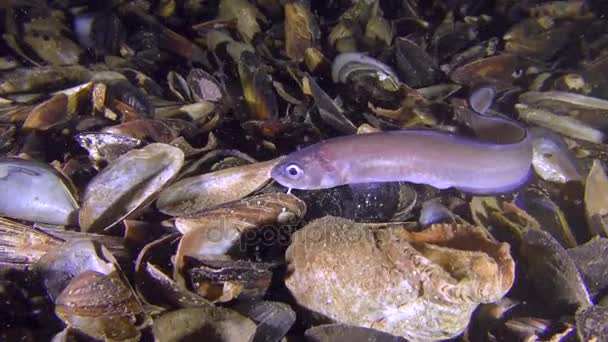 下魚ロシュのヘビ白魚 (Ophidion マルソウダ) は、食べ物を探して. — ストック動画