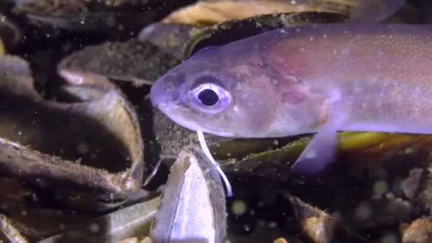 Noční rybí Roche had blenny (Ophidion rochei), portrét. — Stock video