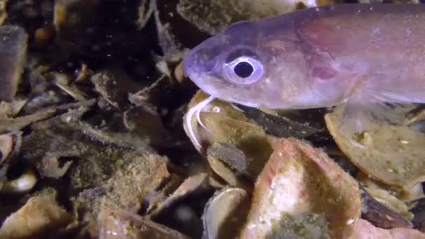Alsó hal Roche kígyó nyálkáshal (Ophidion rochei) keres élelmiszer. — Stock videók