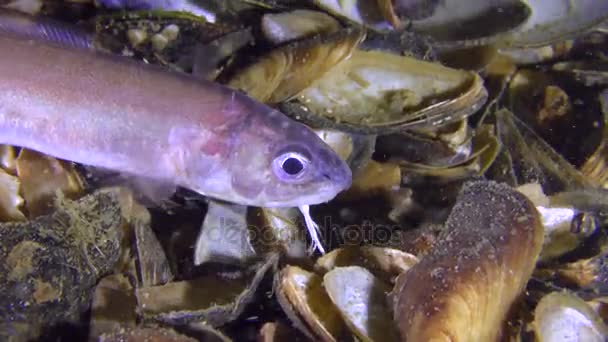Noche de peces de la serpiente de Roche blenny (Ophidion rochei) está buscando comida . — Vídeos de Stock
