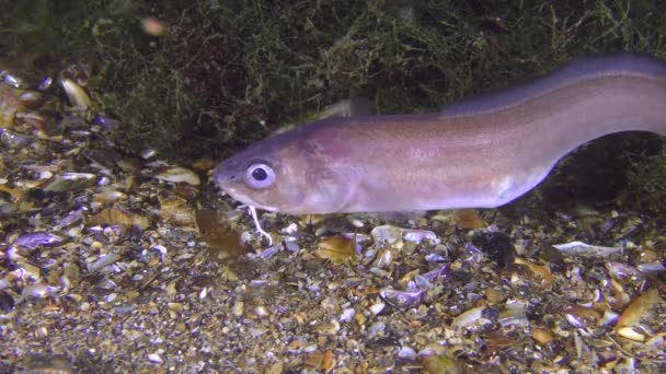 海の魚、ロシュのヘビ白魚 (Ophidion マルソウダ)、肖像画. — ストック動画