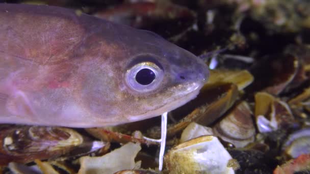 Mořské ryby Roche had blenny (Ophidion rochei), portrét. — Stock video