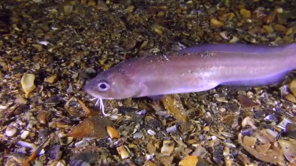 Noche de peces de la serpiente de Roche blenny (Ophidion rochei) está buscando comida . — Vídeo de stock