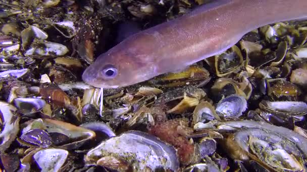 Botten fiskens Roche orm Pavo (Ophidion asiro), porträtt. — Stockvideo