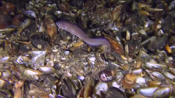 Noční rybí Roche had blenny (Ophidion rochei) pohřbí do dna. — Stock video