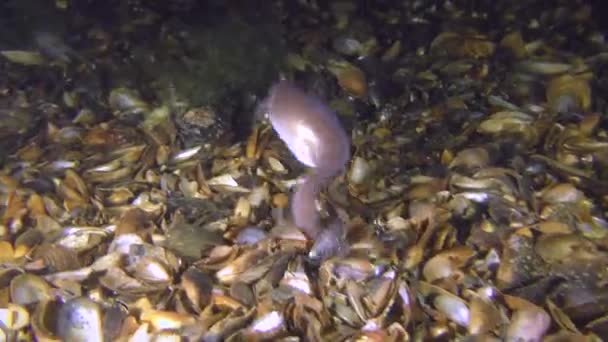 Poisson de mer Le serpent de Roche (Ophidion rochei) s'enfouit dans le fond . — Video