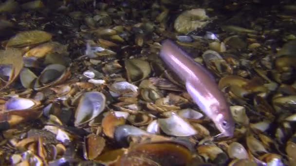 Κάτω μέρος των ψαριών Roche του φίδι blenny (Ophidion rochei) θάβει στο έδαφος. — Αρχείο Βίντεο