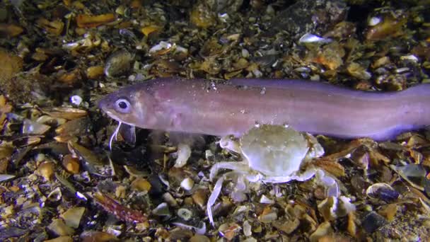 Roche's snake blenny (Ophidion rochei) and swimming crab — Stock Video