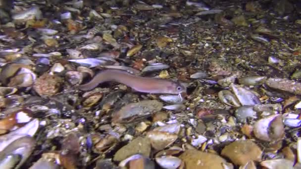 Peces de fondo Blenny serpiente de Roche (Ophidion rochei) y jurel — Vídeos de Stock