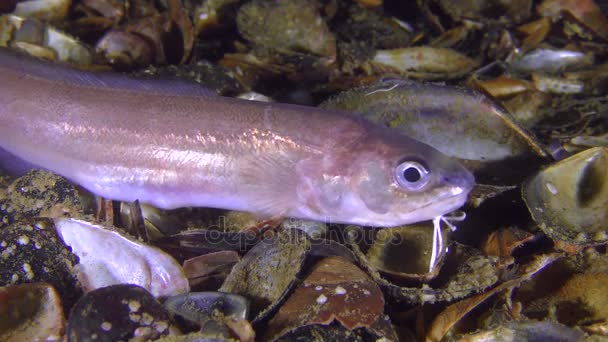 Seltener Schuss: Roche 's Schlangenblenny (ophidion rochei), Alarm. — Stockvideo