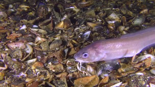 独特的拍摄： 罗氏蛇 blenny (Ophidion rochei)，声音报警. — 图库视频影像