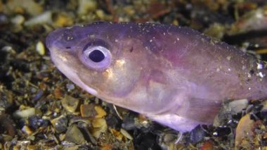 Nadir vurdu: Roche'un yılan blenny (Ophidion rochei), ses alarm.
