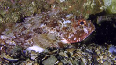 Siyah scorpionfish (Scorpaena porcus maskeleme).