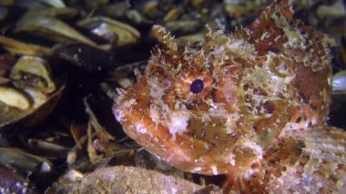 Toksik siyah scorpionfish (Scorpaena porcus), portre.