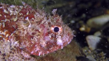 Dikenli siyah scorpionfish (Scorpaena porcus), ürkütüyor.