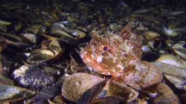 Zehirli siyah scorpionfish (Scorpaena porcus).