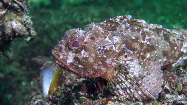 Tehlikeli balık siyah scorpionfish (Scorpaena porcus).