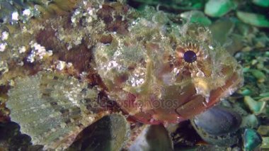 Toksik siyah scorpionfish (Scorpaena porcus), portre.