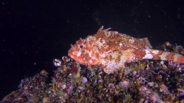 Parlak kırmızı siyah scorpionfish karanlık bir arka plan üzerinde.