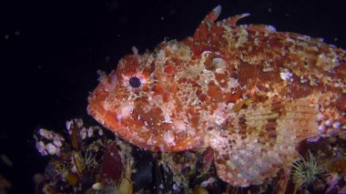 Parlak kırmızı siyah scorpionfish karanlık bir arka plan üzerinde.