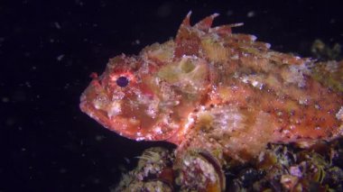 Parlak kırmızı siyah scorpionfish karanlık bir arka plan üzerinde.