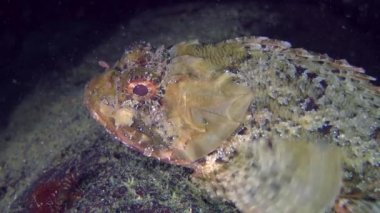Bir taş üzerinde dikenli siyah scorpionfish (Scorpaena porcus).