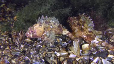 Yosun yanındaki iki siyah scorpionfish (Scorpaena porcus).