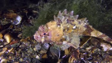 Siyah scorpionfish pembemsi-sarı renk algler yakınındaki.