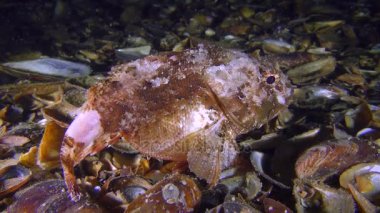 Kadın siyah scorpionfish büyük bir göbek ile.