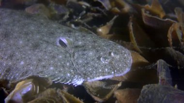 Kum sole (Pegusa lascaris)