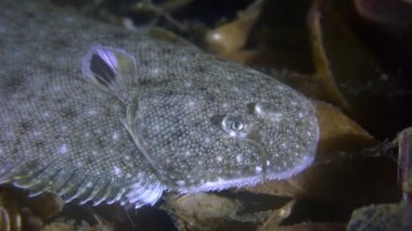 Kum sole (Pegusa lascaris), portre.