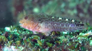 Zvonimir'ın blenny (Parablennius zvonimiri)