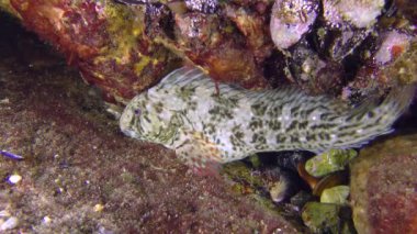 Paslı blenny (Parablennius sanguinolentus).