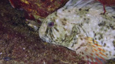 Paslı blenny (Parablennius sanguinolentus), portre.