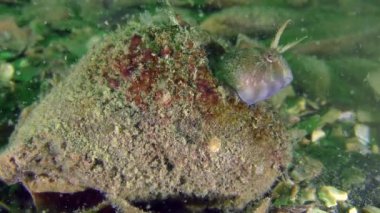 Dokunaçlı blenny (Parabennius tentacularis çoğaltılması).