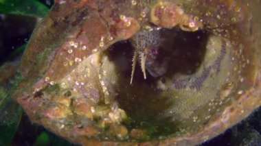 Dokunaçlı blenny (Parabennius tentacularis çoğaltılması).
