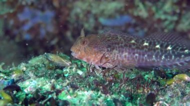 Zvonimir'ın blenny (Parablennius zvonimiri), besleme.