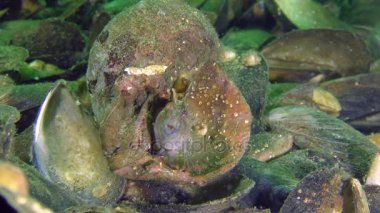 Dokunaçlı blenny (Parabennius tentacularis çoğaltılması).