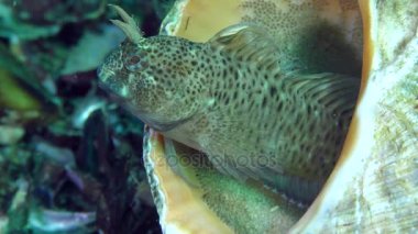 Dokunaçlı blenny (Parabennius tentacularis çoğaltılması).