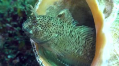 Dokunaçlı blenny (Parabennius tentacularis çoğaltılması).