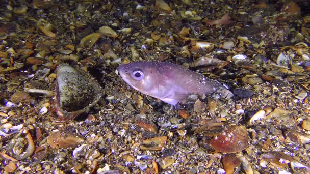 Plan unique : Blenny serpent de Roche (Ophidion rochei), signaux sonores . — Video