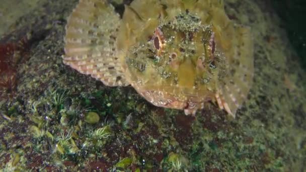 UNIQUE vurdu: siyah scorpionfish (Scorpaena porcus) açar ağzını geniş. — Stok video