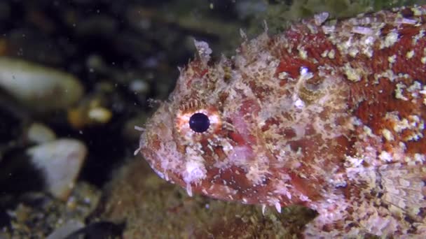 Gefährlicher schwarzer Skorpionfisch (scorpaena porcus), Portrait. — Stockvideo