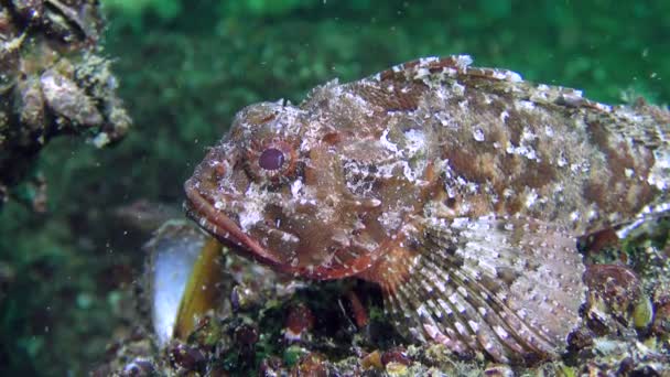 Niebezpieczne ryby scorpionfish czarny (Scorpaena porcus). — Wideo stockowe