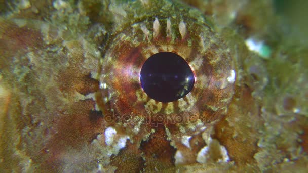 Eye of Black scorpionfish (Scorpaena porcus), supermacro. — Stock Video