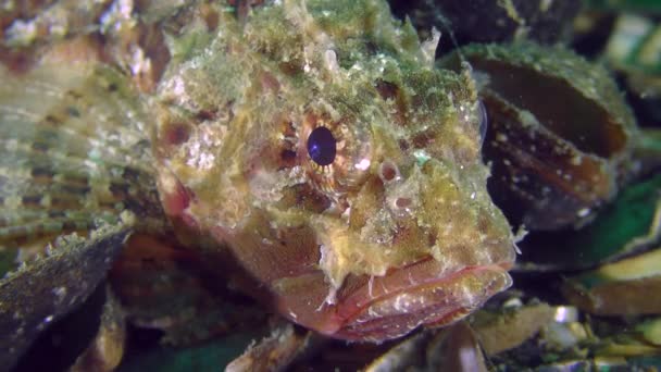 Prikkeldraad zwarte scorpionfish (Scorpaena porcus), portret. — Stockvideo