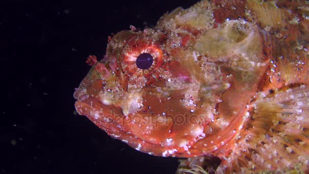 Jasny czerwony czarny scorpionfish na ciemnym tle. — Wideo stockowe